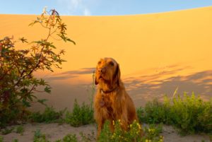Marokko mit Hund im Sand