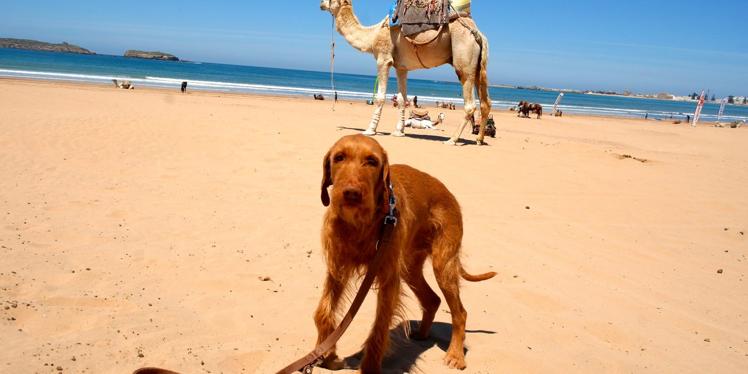 Vizsla mit Dromedar Dromedare gehören zu Marokkos Tierwelt