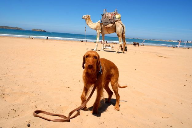 Vizsla mit Dromedar Dromedare gehören zu Marokkos Tierwelt