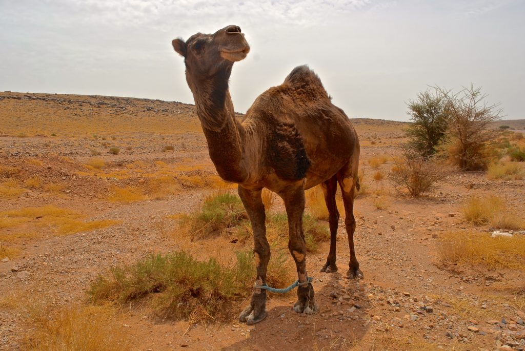 Das Dromedar ist Teil von Marokkos Tierwelt
