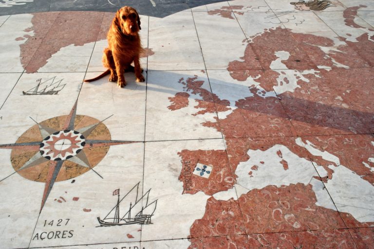 Startfoto Tier- und Reiseblog