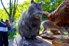 Nutria Präparat im Infomobil der Landesjägerschaft Niedersachsen