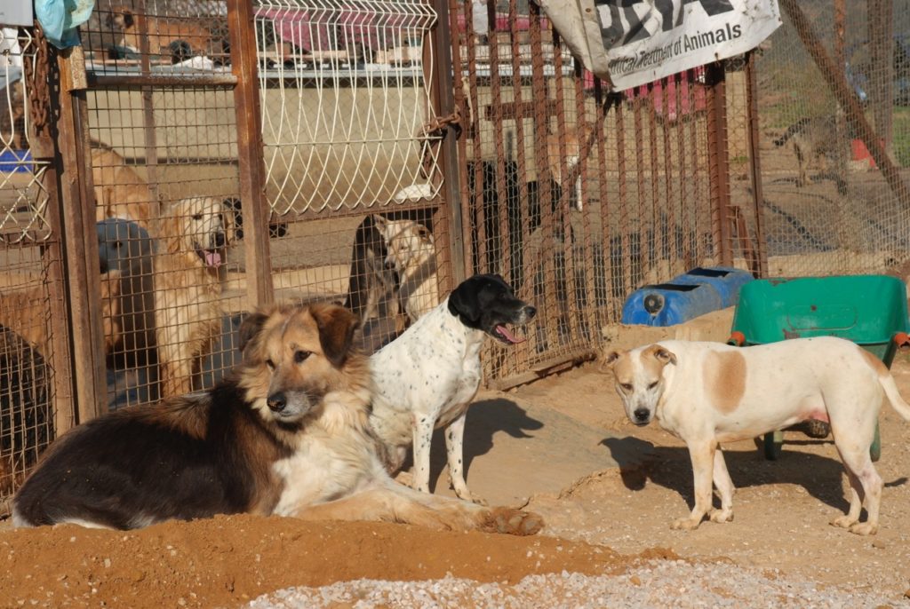 Hunde im und vor dem Auffang der Tierschutzorganisation BETA
