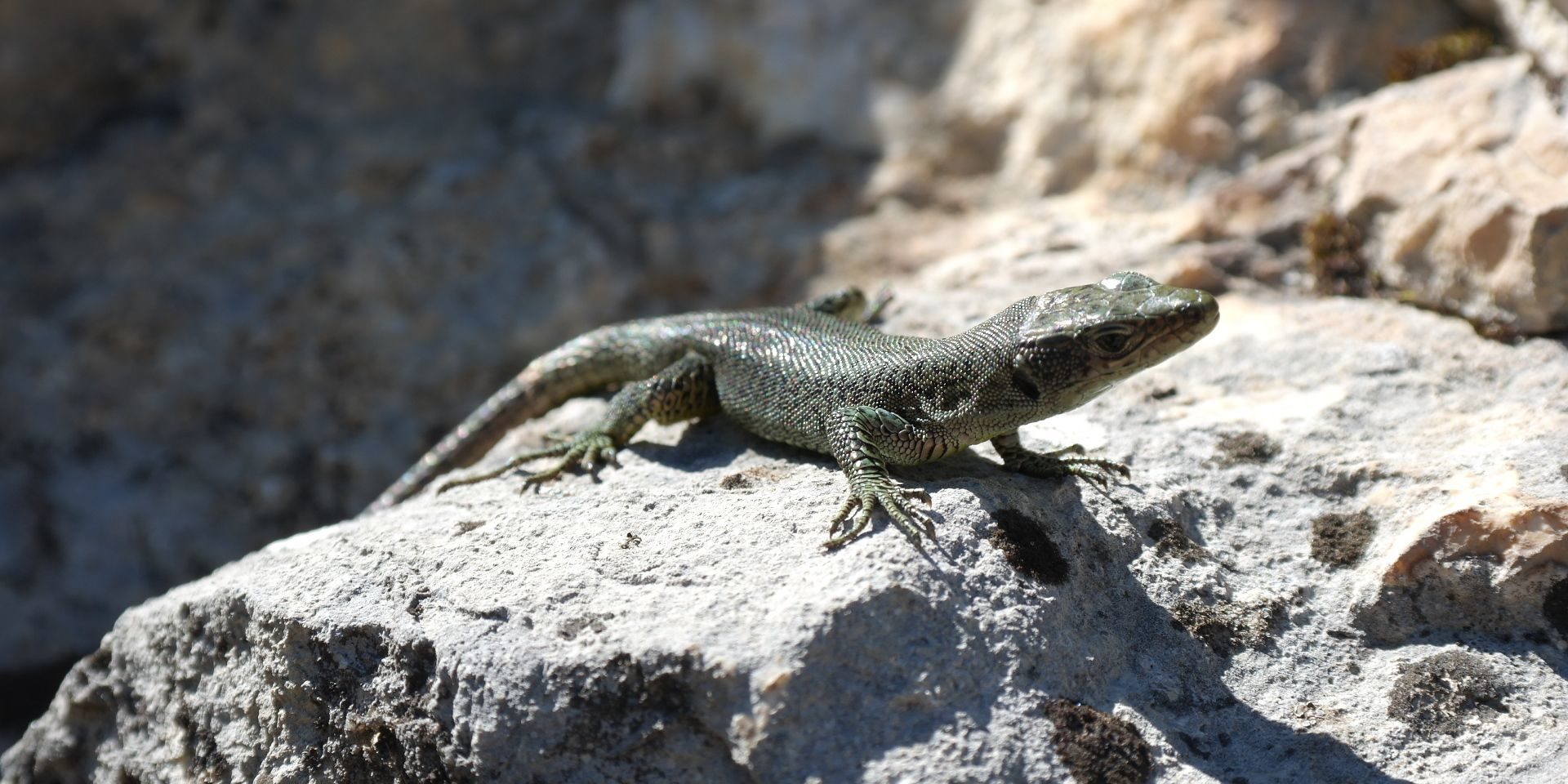 Eidechse sonnt sich Eidechsen in Montenegros Nationalparks