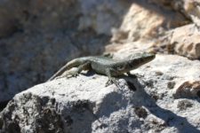 Eidechse sonnt sich Eidechsen in Montenegros Nationalparks