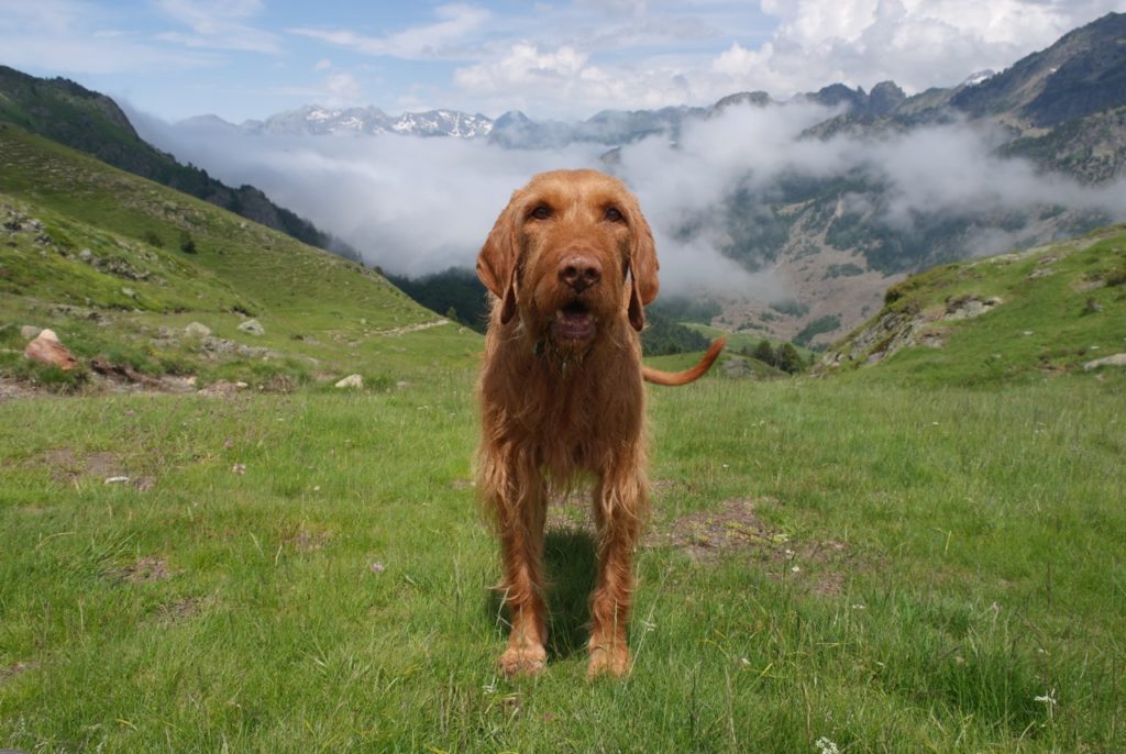 Hund wandert in den Pyrenäen