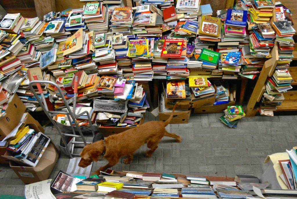Hund erkundet den Bücherspeicher