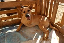 Tierschutzorganisation kümmert sich um Hund mit drei Beinen