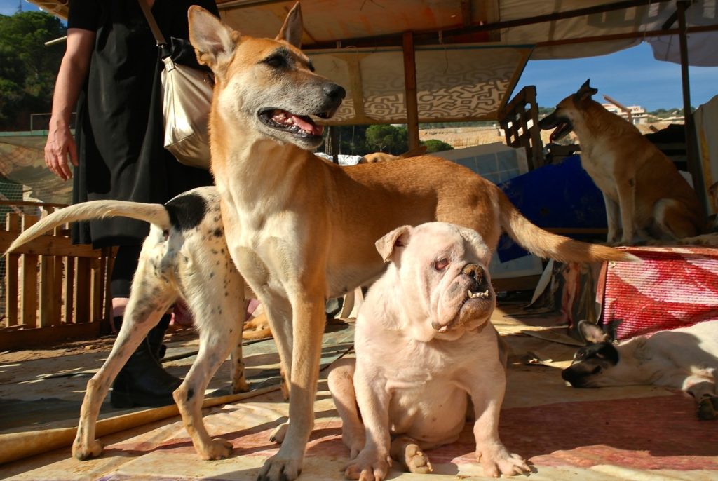 Tierschutzorganisation BETA sorgt sich um verschiedene Hunde