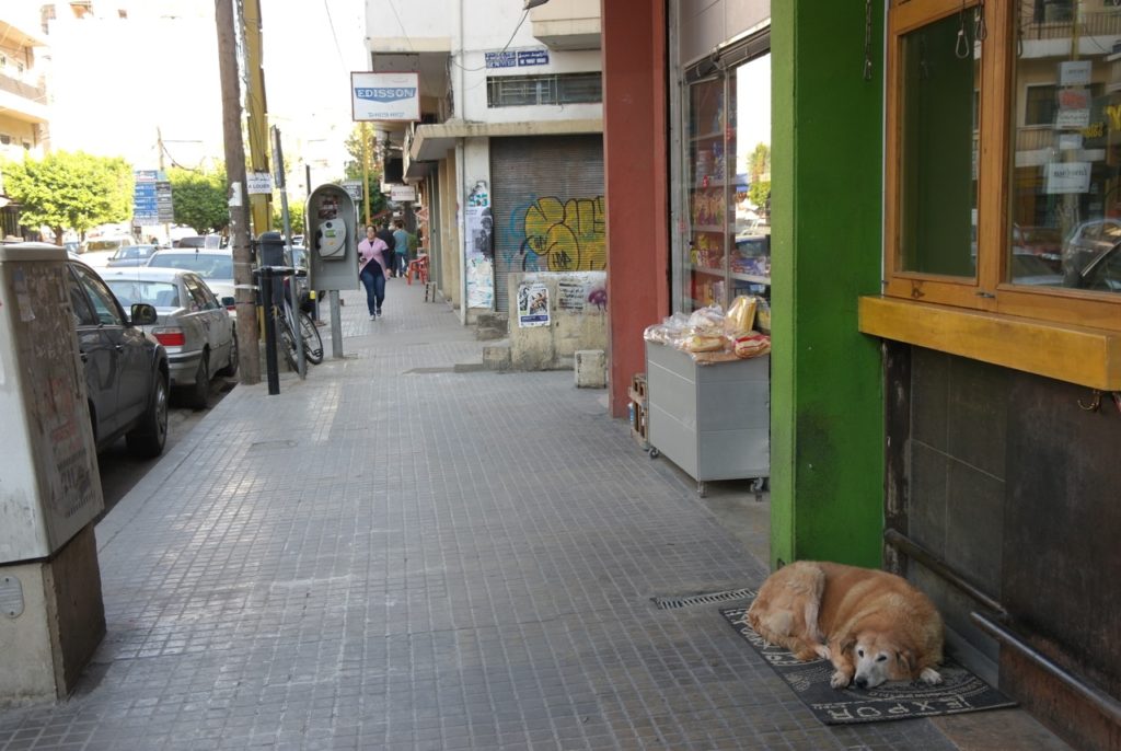 Hund in der Innenstadt Beiruts