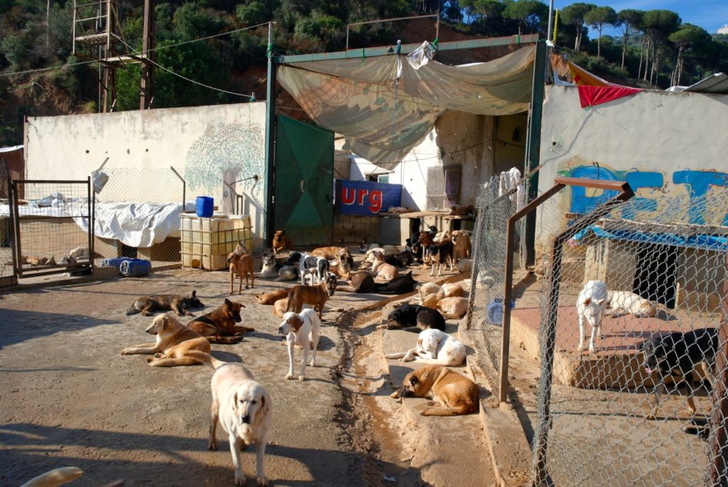 Shelter der Tierschutzorganisation BETA