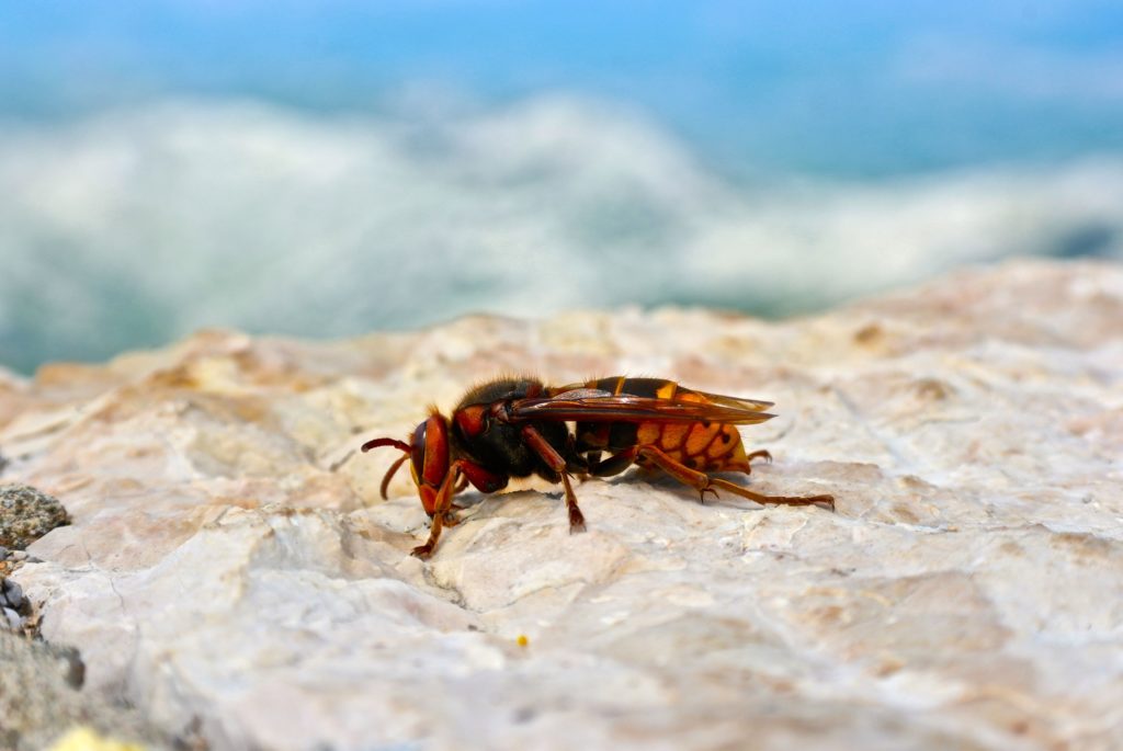 Wespe im Nationalpark Lovcen
