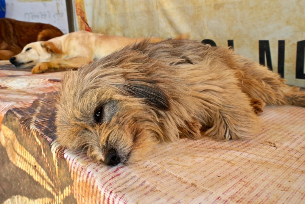 Kleiner Hund bei der Tierschutzorganisation BETA