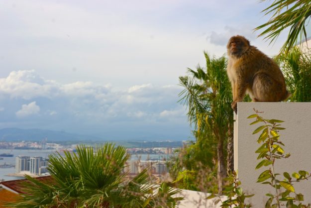Berberaffe im Wohngebiet Makake inmitten Gibraltars Wohngebiet