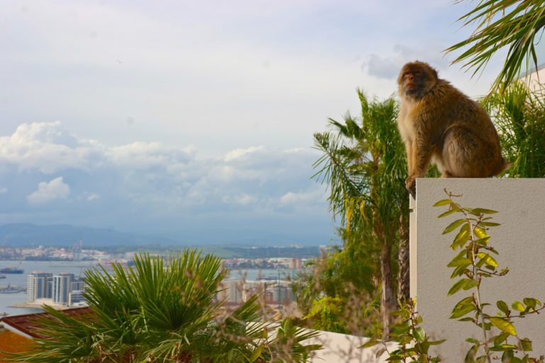 Makake inmitten Gibraltars Wohngebiet