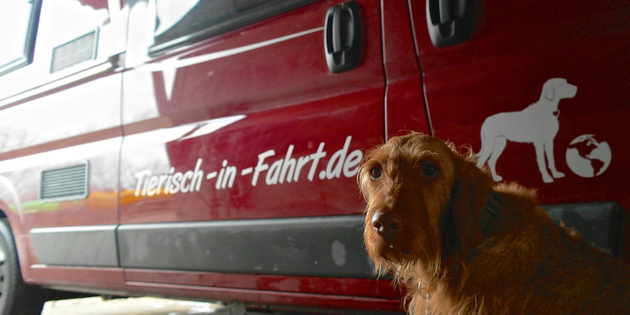 Hund vor Fahrzeugbeschriftung