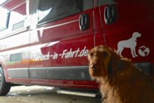 Hund vor Fahrzeugbeschriftung