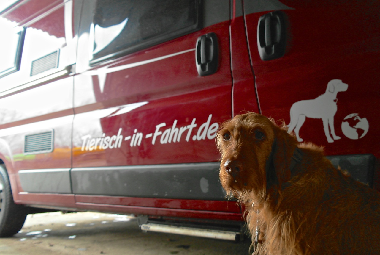 Yeti vor dem neu beschrifteten Camper Hund vor Fahrzeugbeschriftung