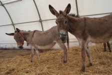 Wetterschutzzelt der Esel-Auffangstation Corfu Donkey Rescue