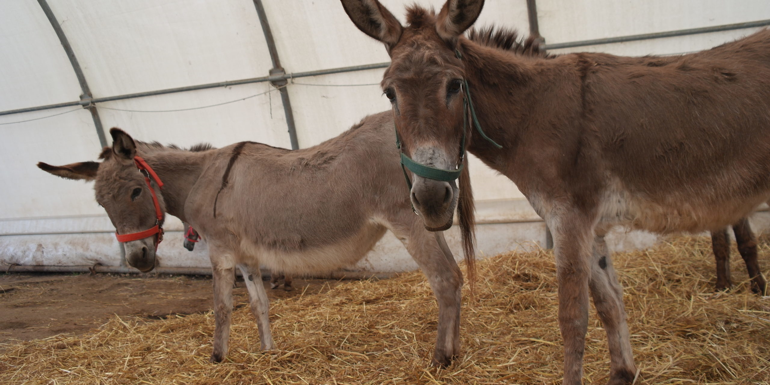 Wetterschutzzelt der Esel-Auffangstation Corfu Donkey Rescue