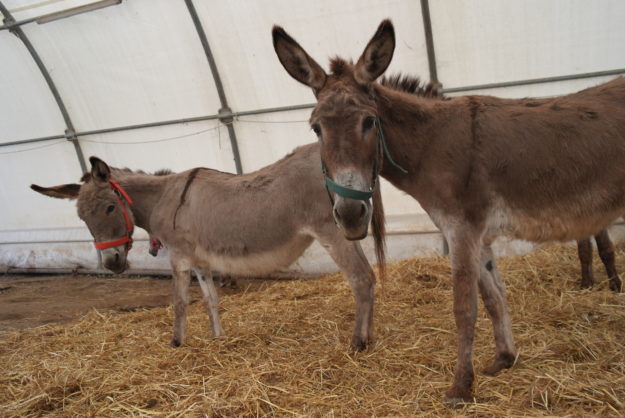 Esel unter dem Wetterschutzzelt Wetterschutzzelt der Esel-Auffangstation Corfu Donkey Rescue