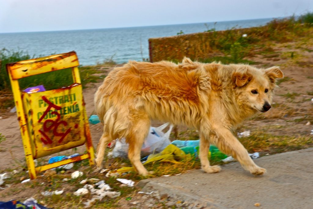 Am Strand der Hippies und Hunde Tierisch in Fahrt