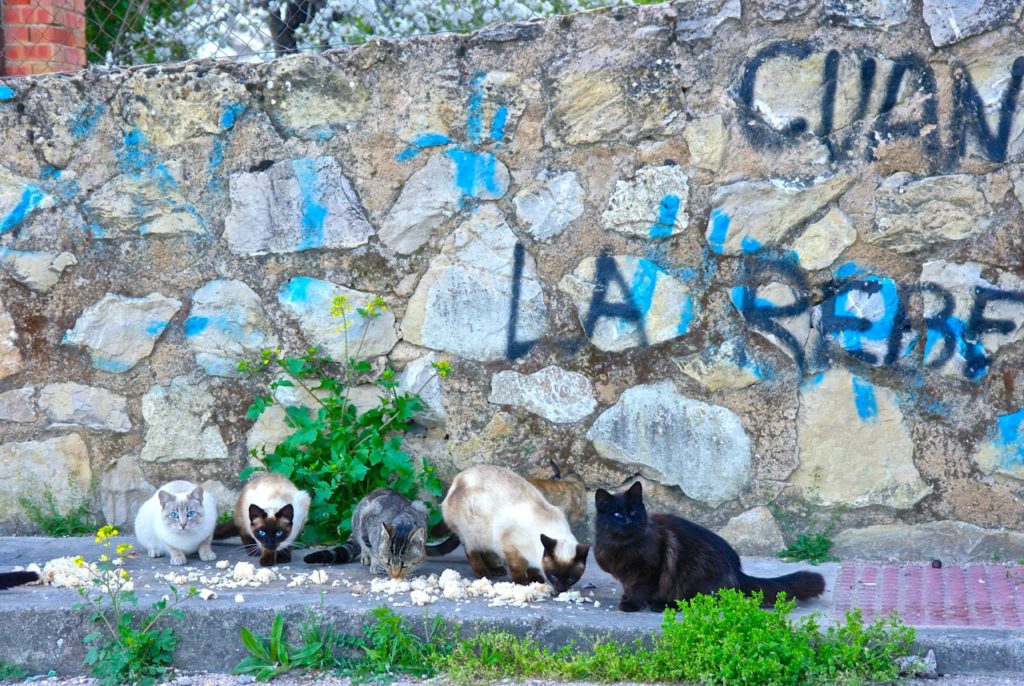 Katzen werden von den Einwohnern Cazorlas gefüttert