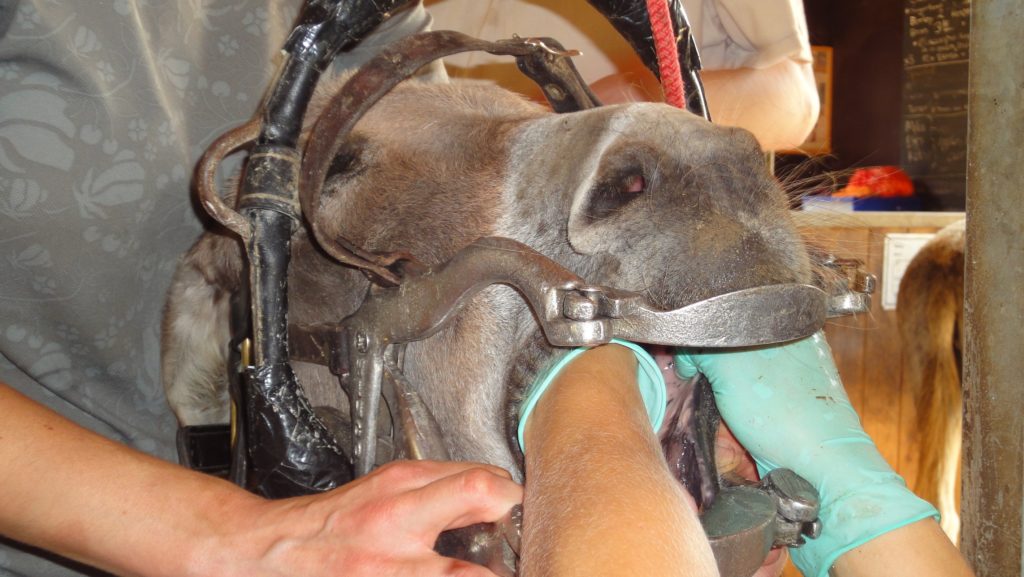 Zahnpflege in der Esel-Auffangstation Corfu Donkey Rescue