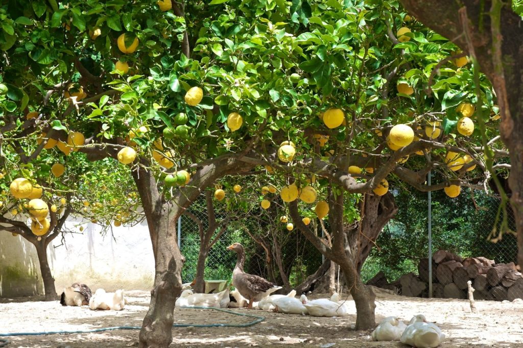 Gänse und Zitronen auf Korfu