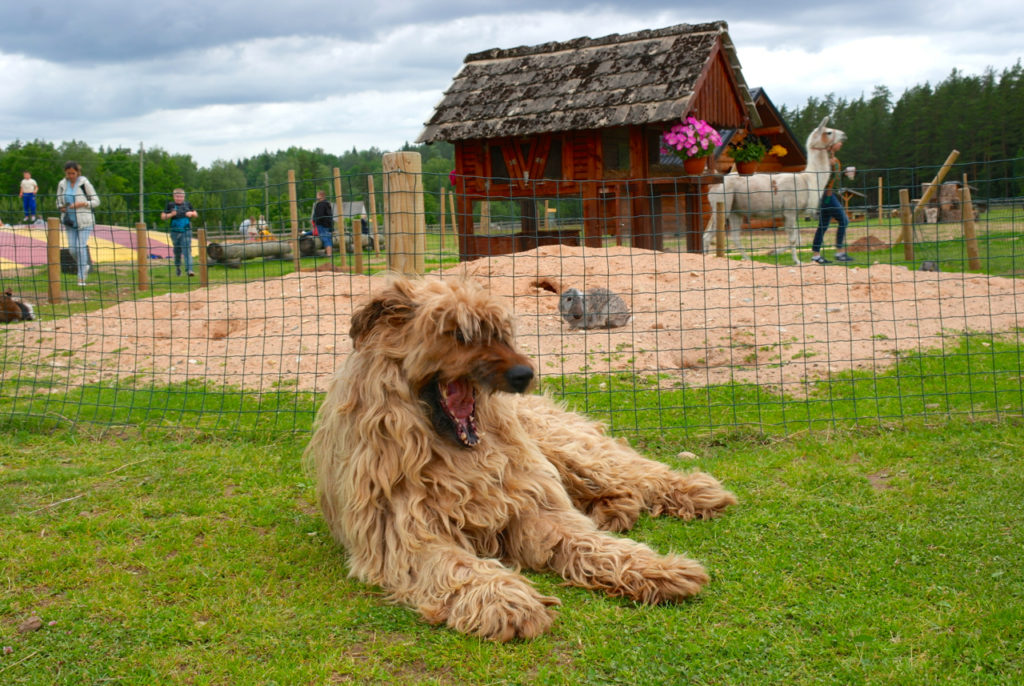Hund im Rakši-Park