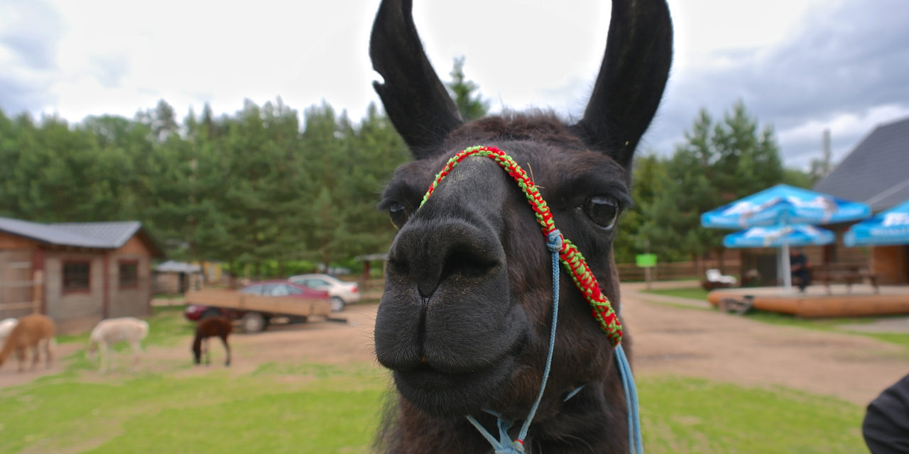 Lama Ronijs im Rakši Zoo Lama Ronijs auf Kamel-Farm