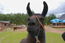 Lama Ronijs im Rakši Zoo Lama Ronijs auf Kamel-Farm