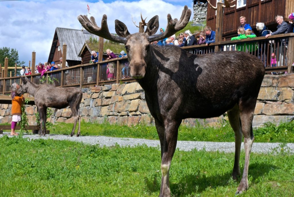 Elch auf Bauernhof in Norwegen