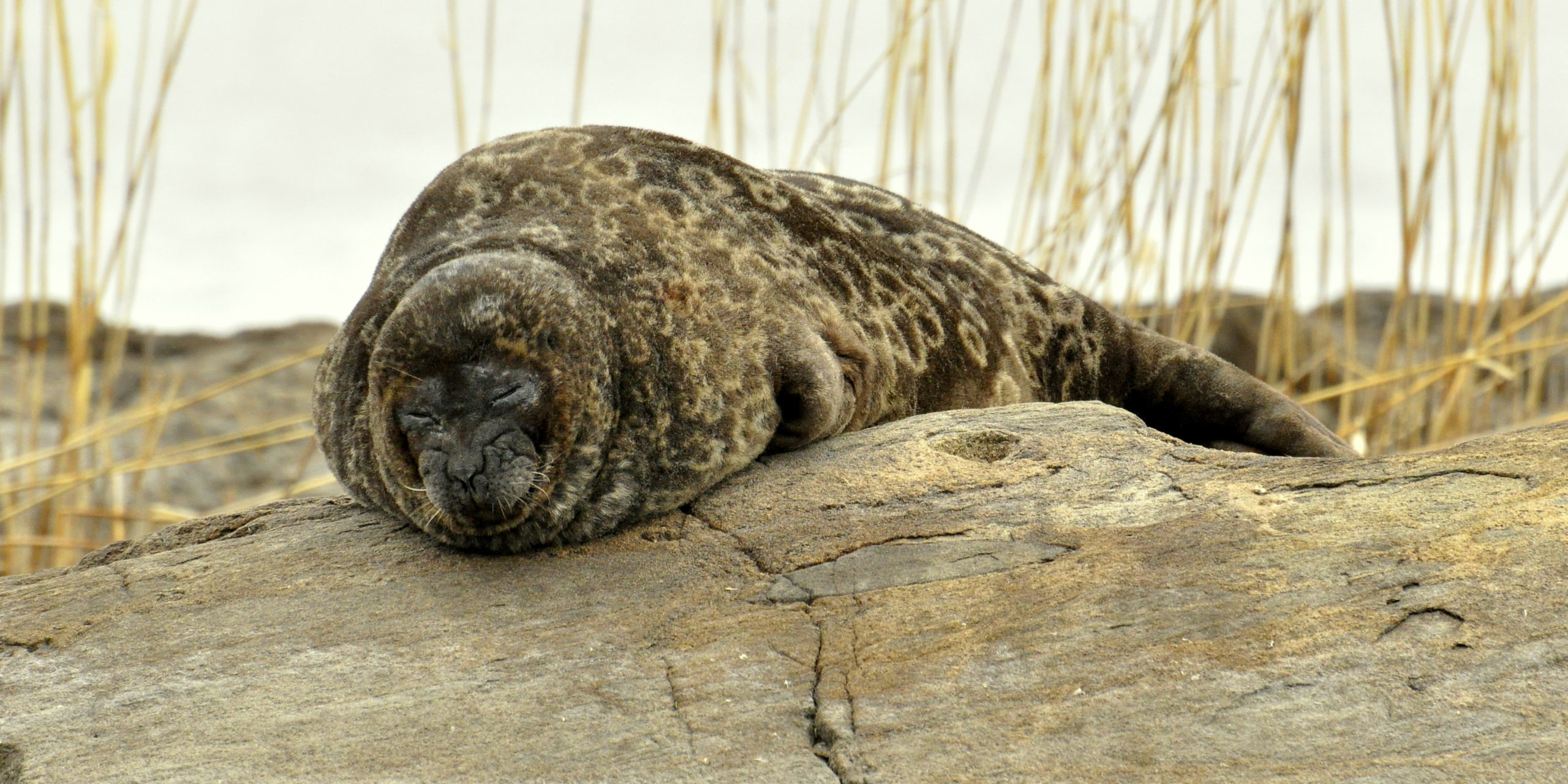 Finnische Seenplatte ist Heimat bedrohter Robben - Tierisch in Fahrt