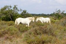Pferde in der Camargue