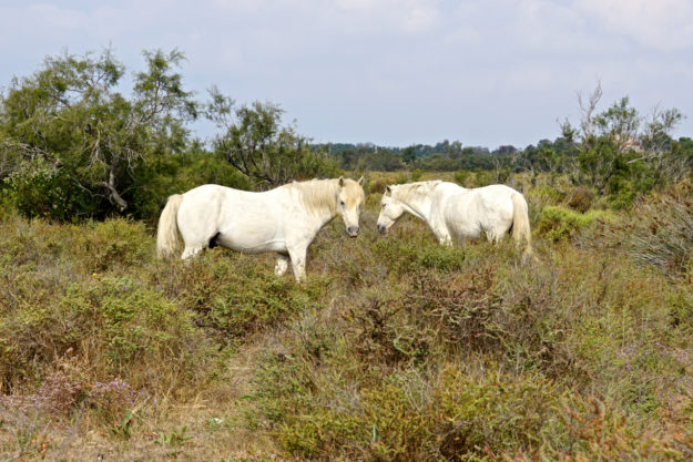 Langsam nähern für’s Foto – sie sind nicht so scheu, die Camargue-Pferde Pferde in der Camargue