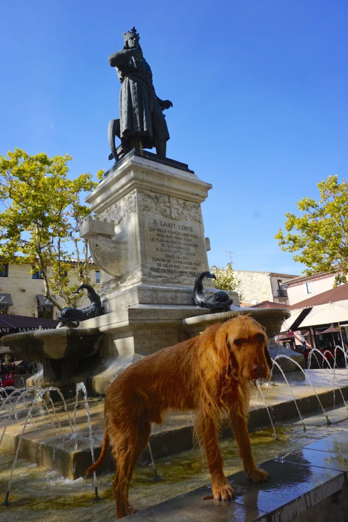 Hunde-Erfrischung in Aigues-Mortes