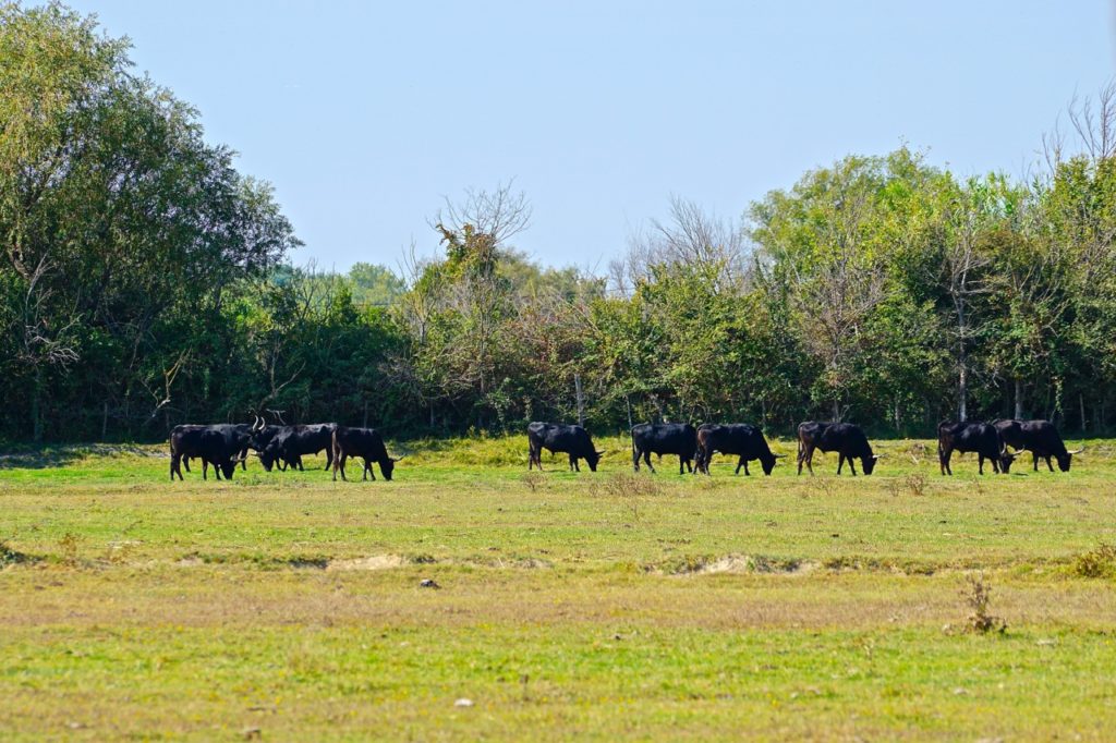 Stiere auf dem salzigen Salinen-Gras der Camargue