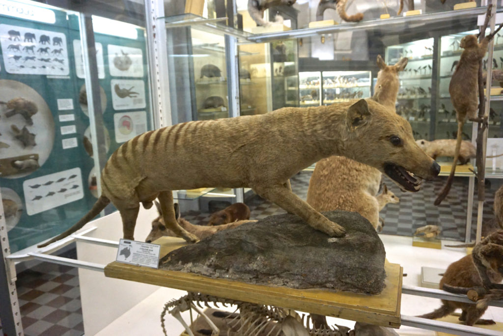 Beutelwolf im Zoologischen Museum St. Petersburg