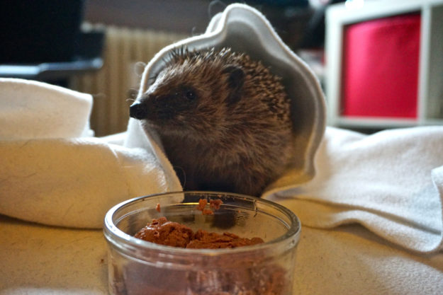 Lucky bei der Wildtierhilfe Osnabrück