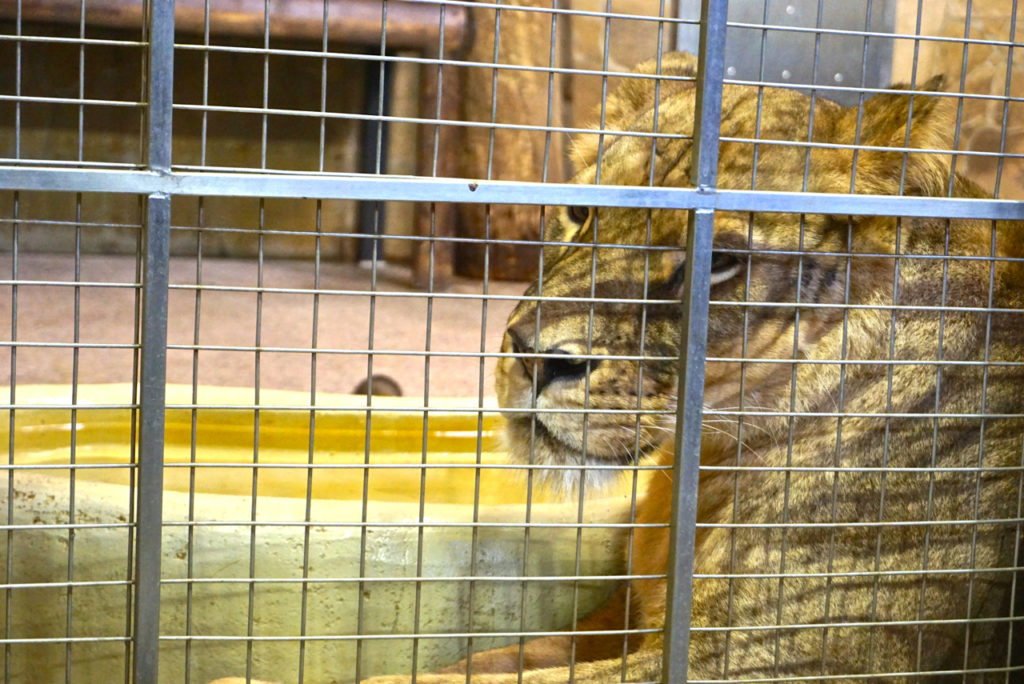 Innengehegen Löwen im Leningrad Zoo