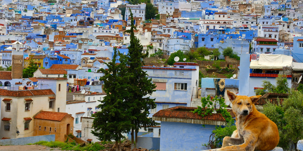 Streuner auf der Mauer von Chefchaouen