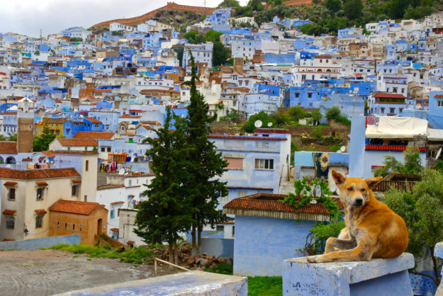 Streuner am Stadtrand von Chefchaouen Streuner auf der Mauer von Chefchaouen