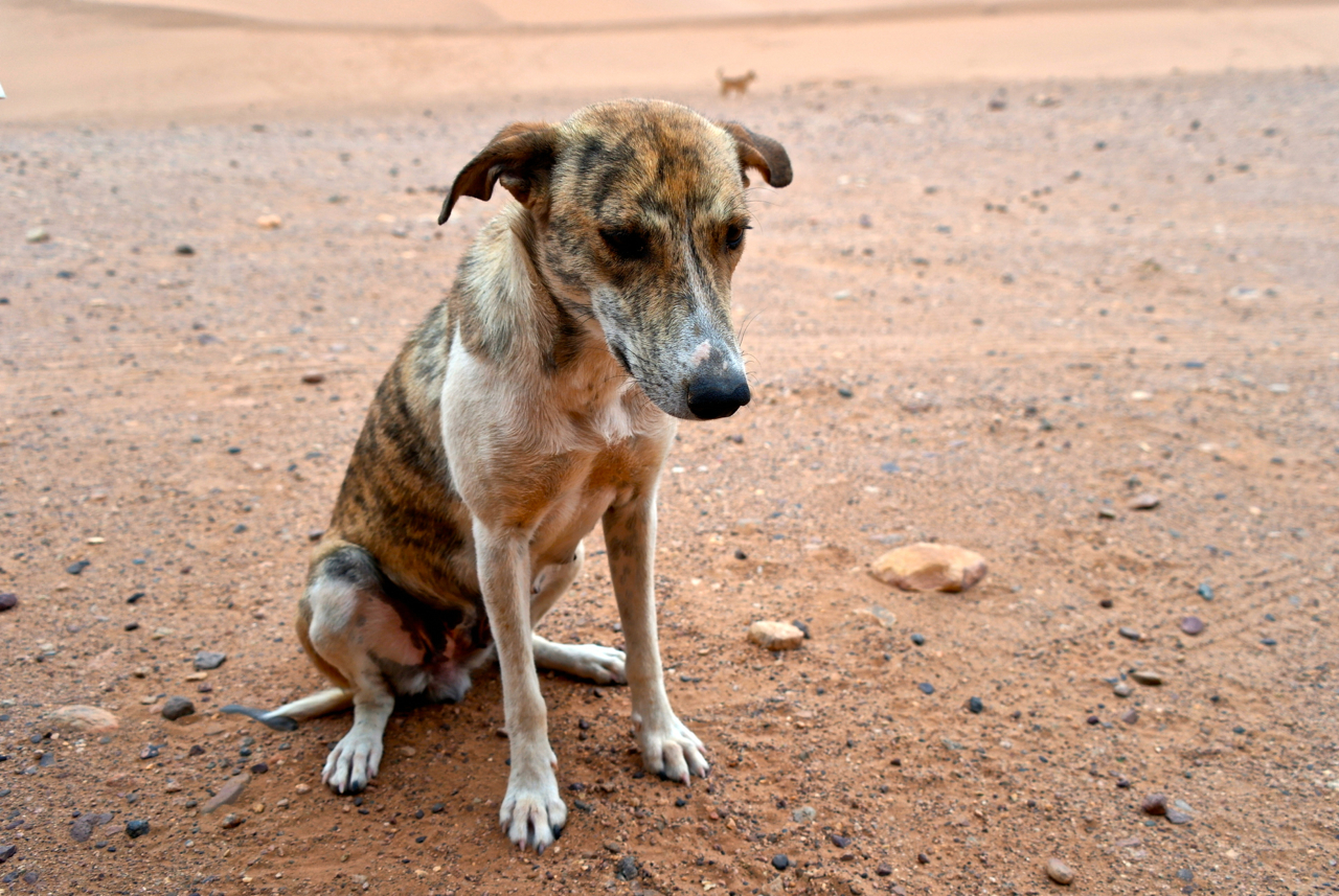 Streunerhunde in Marokko TierischinFahrt