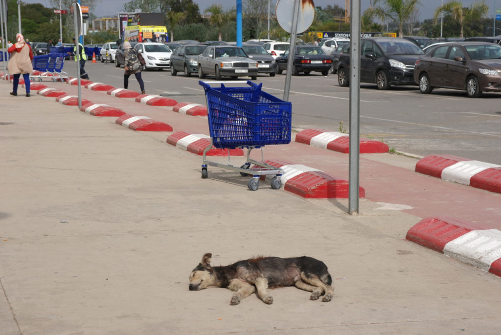 Streunerhunde in Marokko