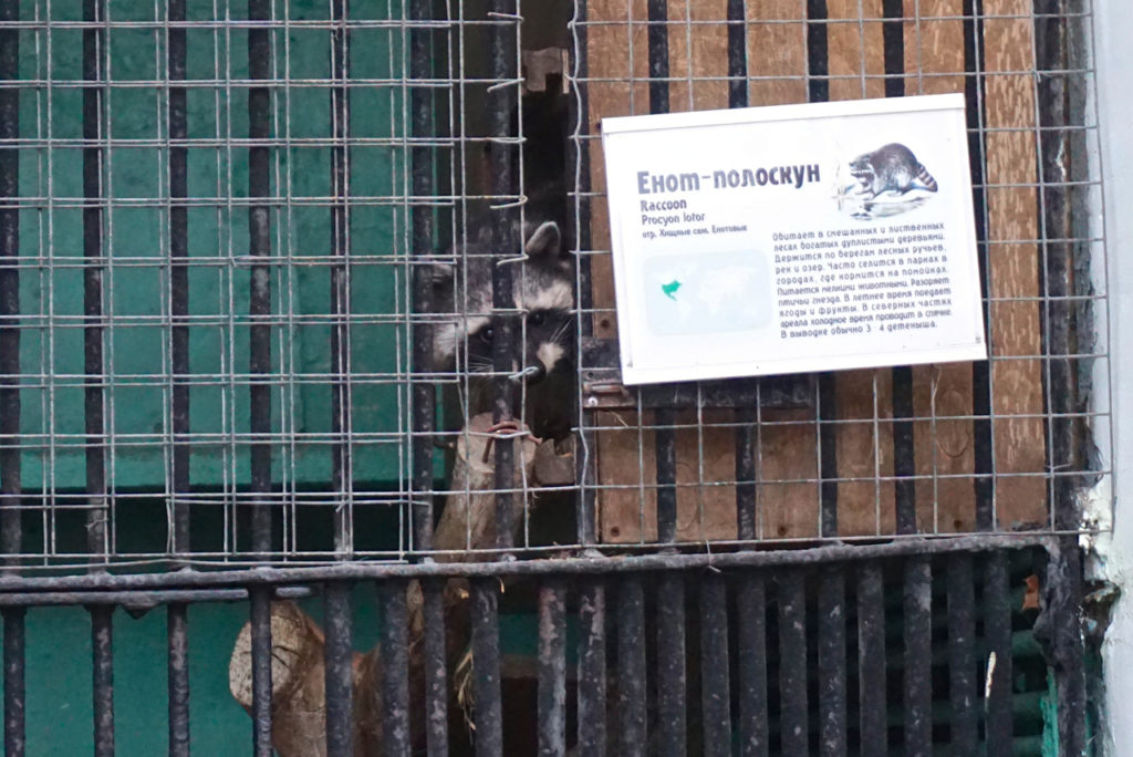 Racoon im Leningrad Zoo