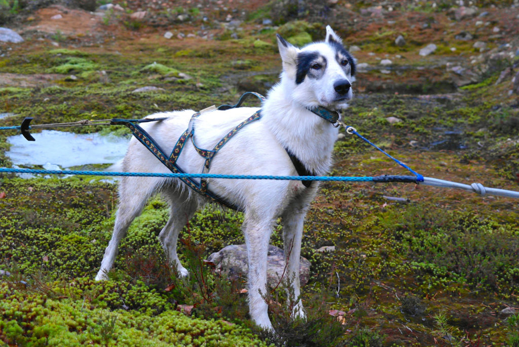 Schlittenhund in Lappland
