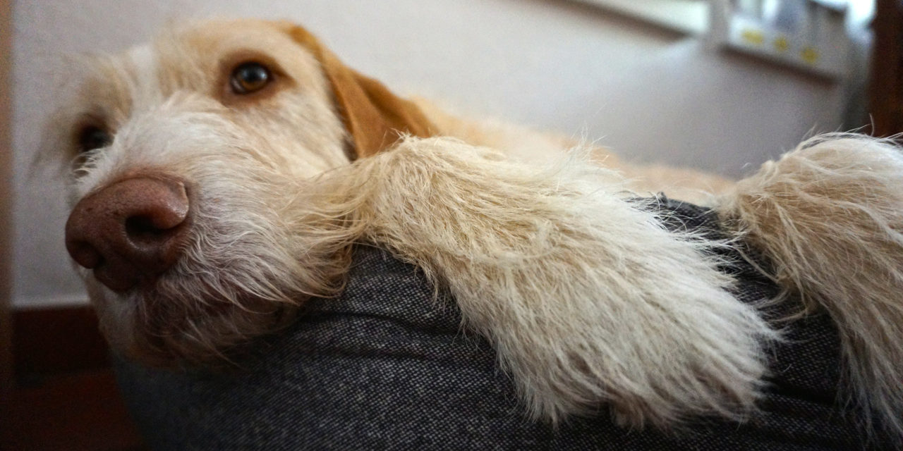 Hündin Jule auf ihrem Platz