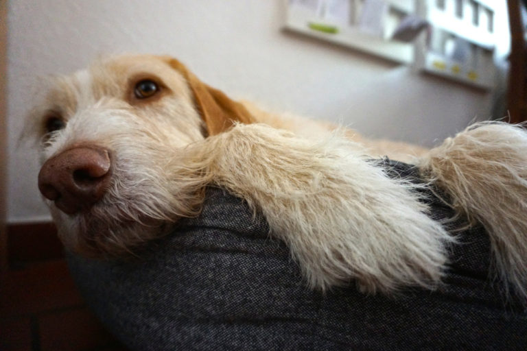 Hündin Jule auf ihrem Platz