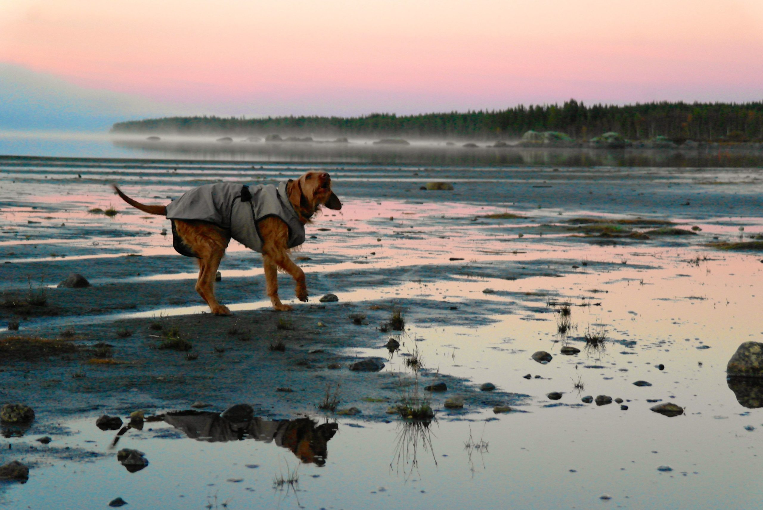 Yeti reist zum Nordpolarkreis Yeti trägt Hundemantel am Nordpolarkreis